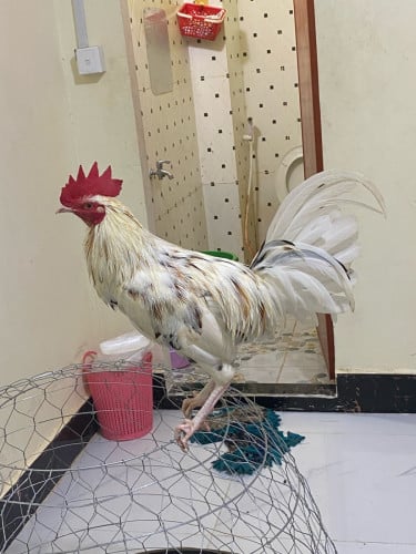 ស្រលាញ់ណាស់តែត្រូវការលុយ