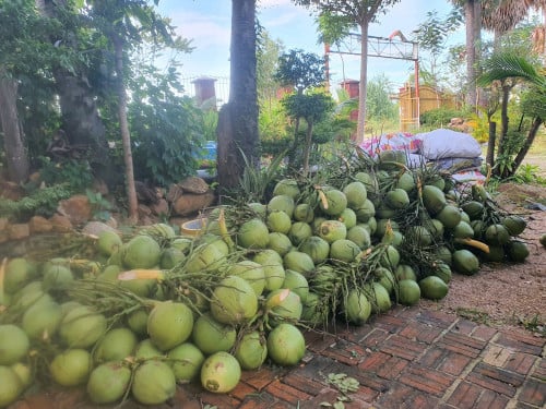 មានលក់ដូងក្រអូប ដុំ រាយ ចំការផ្ទាល់ខ្លួន