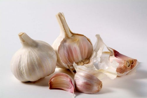 Garlic wholesale