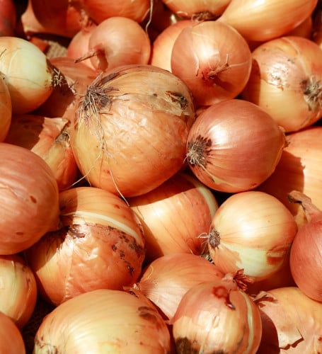 Onions Wholesale