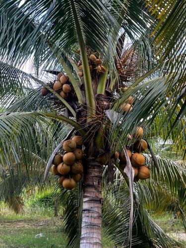 ចំការដូង លក់