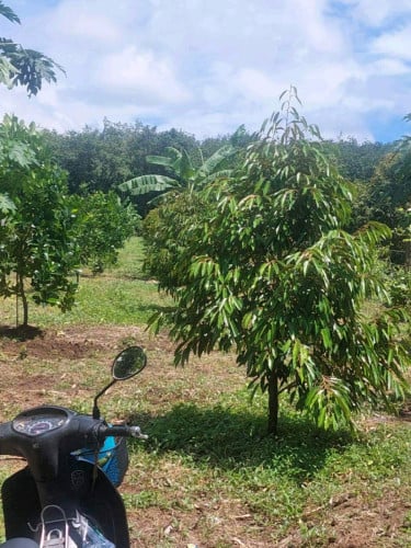 ដីលក់ប្លង់រឹង មានធុរេននិងដំណាំហូបផ្លែផ្សេងទៀត