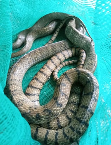 សាច់ក្លែម