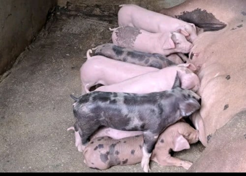 កូនជ្រូ