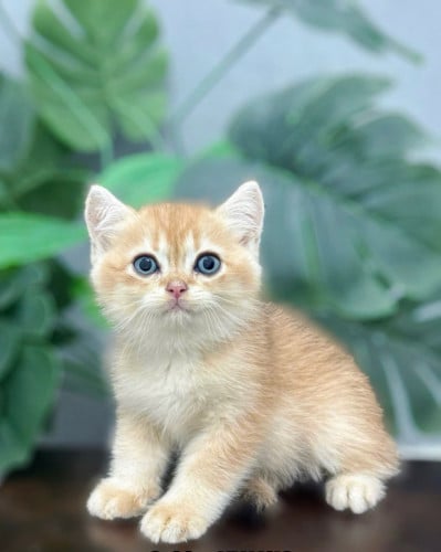 All breed cat can order