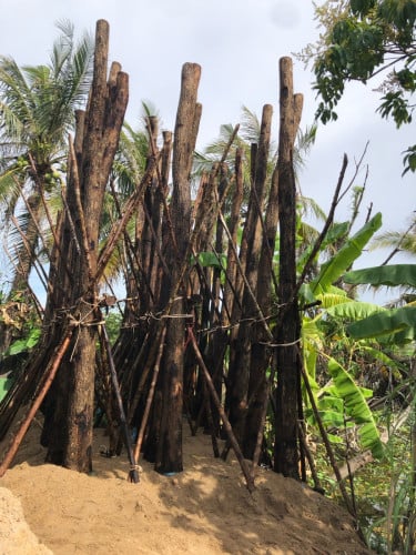 ដើមធ្នុងលក់ មានលក់ដើមឈើគ្រប់ប្រភេទ