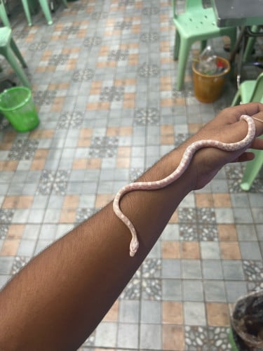 Snow Corn snake អាយុ2-3ខែ​ស្រួលចិញ្ចឹមស្រួលសុី