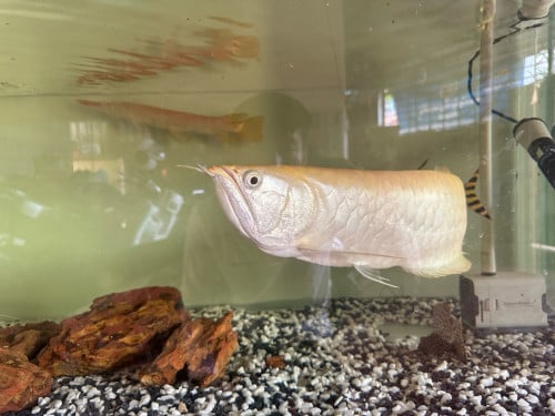 Albino arowana 45-50cm