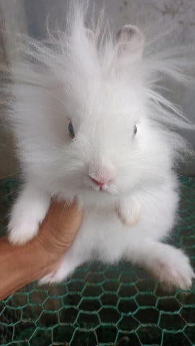 ទន្សាយពូជ តោ