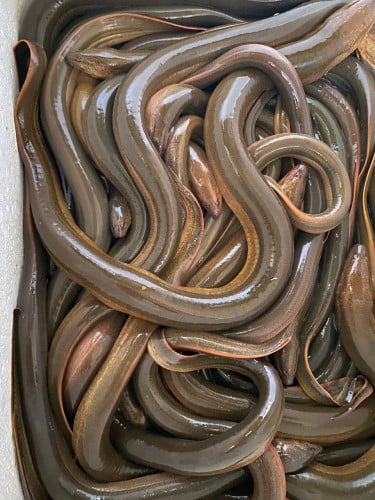 អន្ទង់ស្រែ