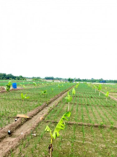 ដីជាប់ទន្លេកោះអន្លង់ចិន ក្រុងតាខ្មៅ