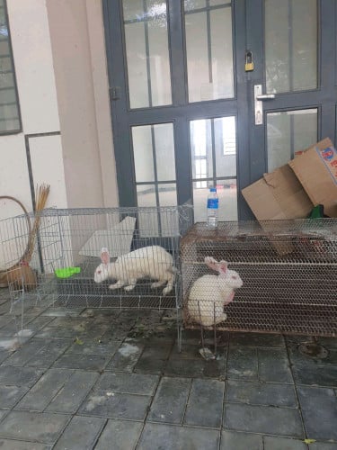 ទន្សាយពីរក្បាលញីមួយឈ្មោលមួយ ឣោយទាំងទ្រង់ពីរនឹងទៀត