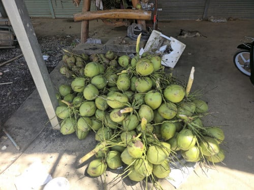 ដូងក្រអូប