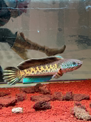 Channa Aurunti High fin 16-17cm