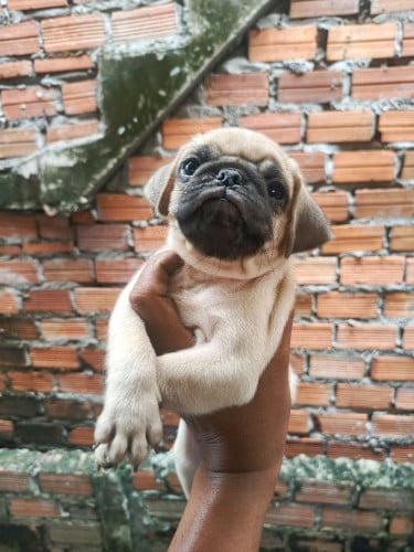 Pug (កូនជ្រួញ)