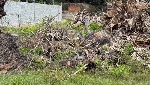 ដើមត្នោតប្រកាសលក់សំរាប់សំភារះក្នុងផ្ទះនិងគ្រឿងសង្ហារឹម