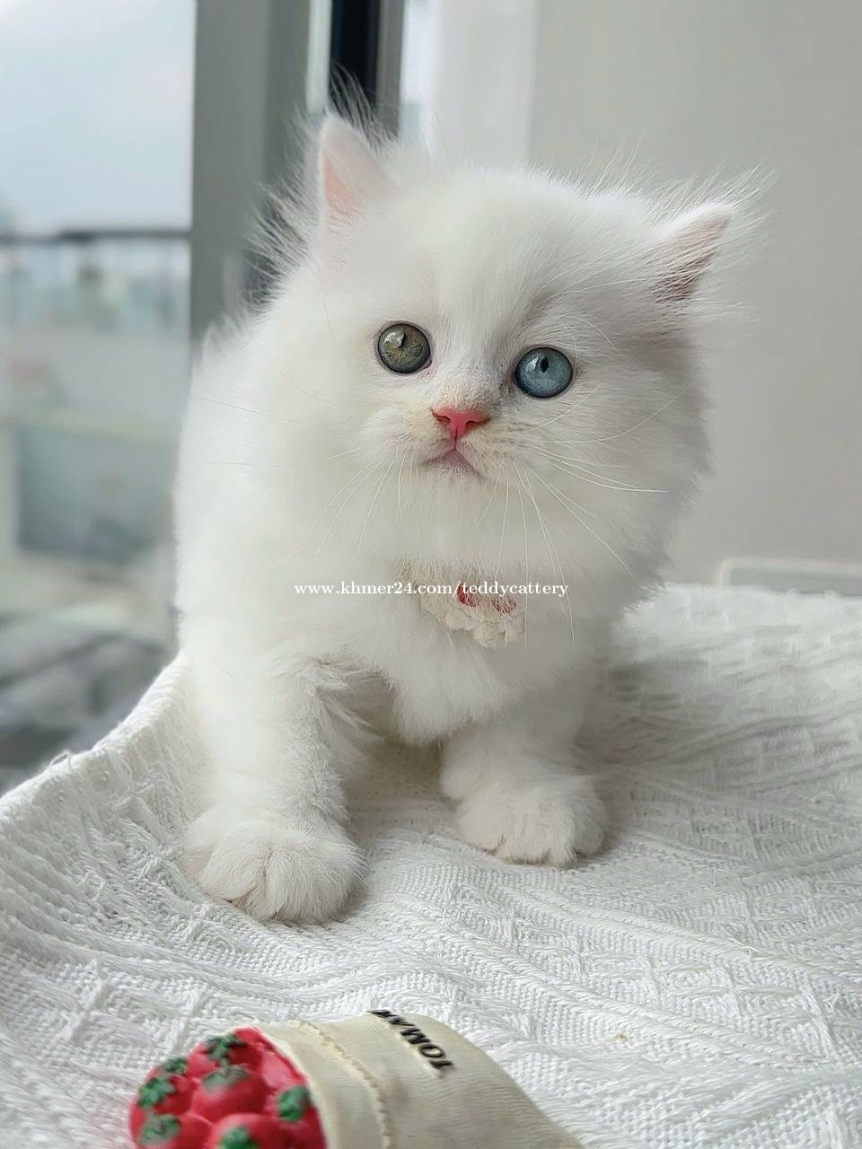 Eyes color price in Boeng Tumpun 1, Mean Chey, Phnom