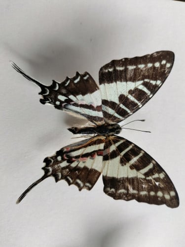 រូបស៊ុំសំណាកសត្វមេអំបៅ