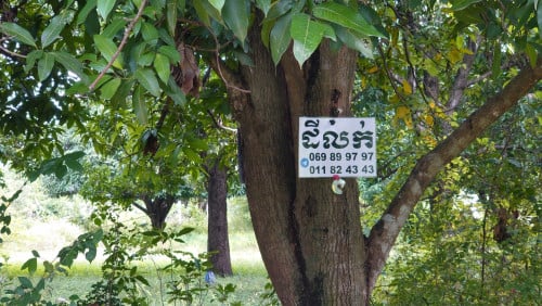 ដីឡូត៍លក់ ២ឡូត៍ជាប់គ្នានៅចំការស្វាយ សង្កាត់ពន្សាំង ខណ្ឌព្រែកព្នៅ ភ្នំពេញ