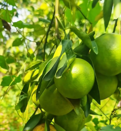 មានលក់ក្រូចពោធិ៍សាត់ធម្មជាតិពីរស្រុកវាលវែង ថ្មីៗ ស្រស់ៗ