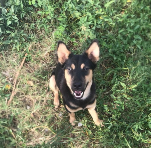 Half German Shepherd