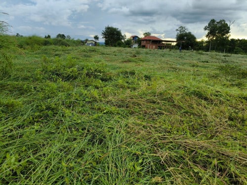 ប្រភេទដីក្រហម ល្អ អាចដាំដំណាំ ប្រភេទធូរេន បរ័ ម្រេច កាហ្វេ