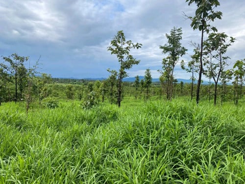 ដីលក់ធៗ 10ហិតា