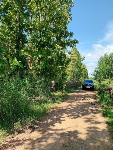 លក់ដើមម៉ៃសាក់ 3000 ហិចតា