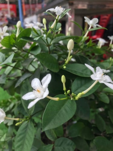 លក់ទូរស័ព្ទ 7+ មួយទឹកស្អាត ហ្សិនទាំងមូល