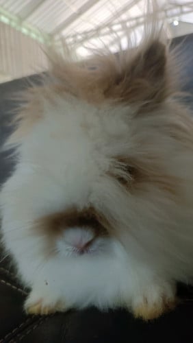 ទន្សាយពូជangola