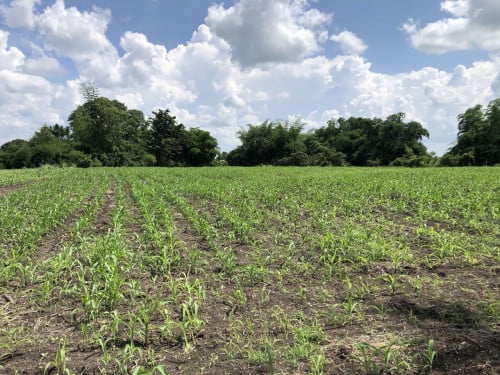 🏦Land for Urgent sale (Negotiable), ABA Loan Available