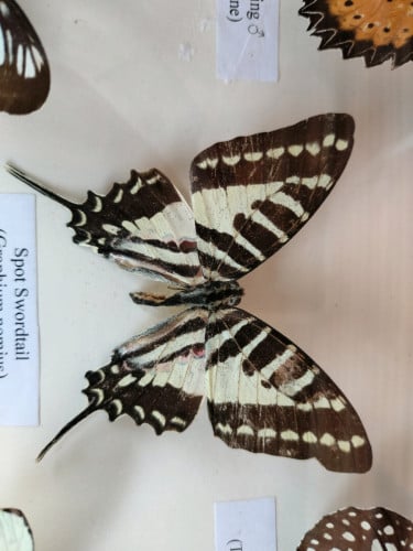 ស៊ុំរូបសំណាកសត្វមេអំបៅសម្រាប់ដាក់តាំង