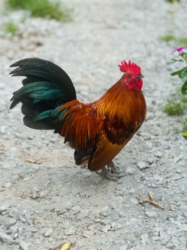 លក់មាន់រាសីស្អាតៗញីក៍មាន(កាត់មាន់ព្រៃ)