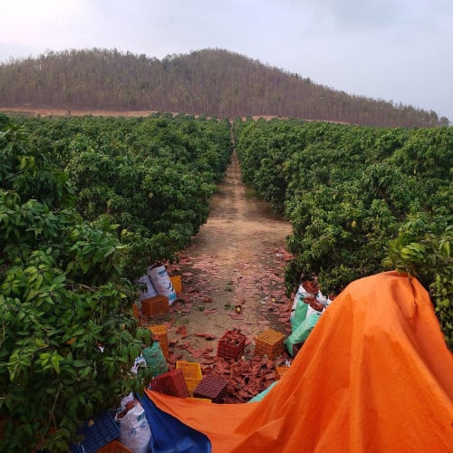 ចម្ការស្វាយលក់ ធានាក្រោមទីផ្សារ 20000$/ហ