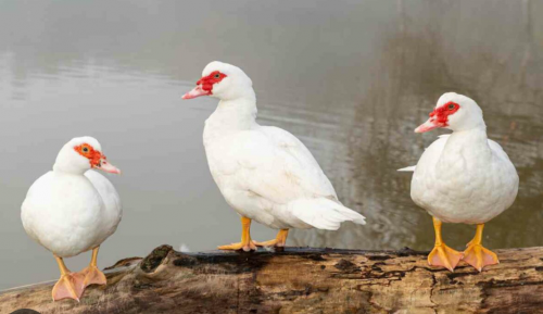 ទាកប៉ាឥណ្ឌណេស៊ី