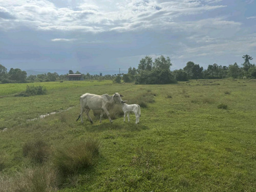 FARM LAND, TEUK CHHUA - KAMPOT URGENT SALE!  ដីស្រែលក់បន្ទន់ ទឹកឈូ ខេត្ត កំពត