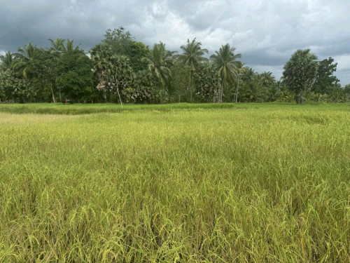 FARM LAND, TEUK CHHUA - KAMPOT URGENT SALE!  ដីស្រែលក់បន្ទន់ ទឹកឈូ ខេត្ត កំពត