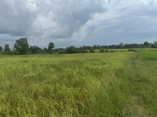 FARM LAND, TEUK CHHUA - KAMPOT URGENT SALE!  ដីស្រែលក់បន្ទន់ ទឹកឈូ ខេត្ត កំពត