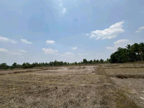 FARM LAND, TEUK CHHUA - KAMPOT URGENT SALE!  ដីស្រែលក់បន្ទន់ ទឹកឈូ ខេត្ត កំពត