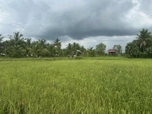 FARM LAND, TEUK CHHUA - KAMPOT URGENT SALE!  ដីស្រែលក់បន្ទន់ ទឹកឈូ ខេត្ត កំពត