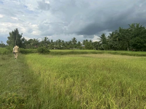 FARM LAND, TEUK CHHUA - KAMPOT URGENT SALE!  ដីស្រែលក់បន្ទន់ ទឹកឈូ ខេត្ត កំពត
