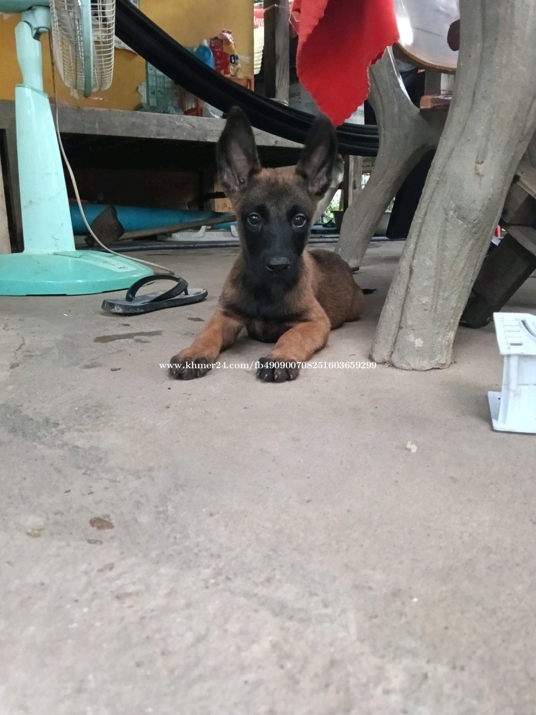 Belgian Malinois ភេទ ញី អាយុ 2ខែ price in