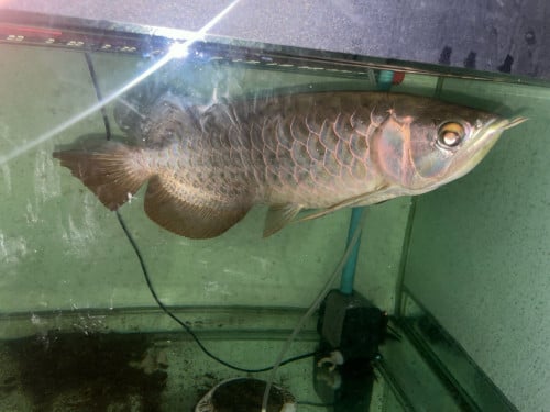 ត្រីនាគពូជល្អ