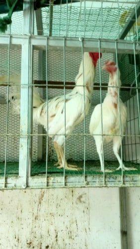 លក់40$ចរចារ ពូជវៀតណាម