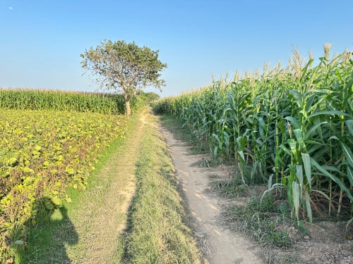 ដីលក់លើផ្លូវ 40ម៉ែត្រ នៅជិតគំរោងព្រែកជីកហ្វូណនតេជោ ស្រុកកោះធំ ខេត្តកណ្តាល