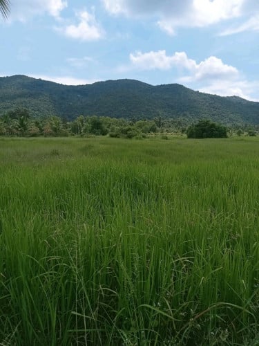 ដីដូងលក់បន្ទាន់: នៅរមណីយដ្ឋានទឹកម្លេច