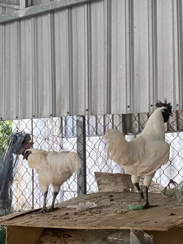ពូជម៉ុងកស្មើបងប្អូនតំលៃល្អ