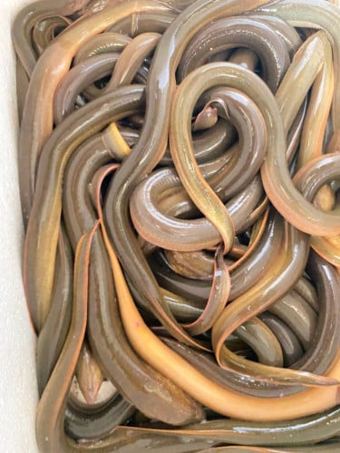 អន្ទង់ស្រែ