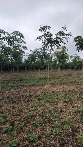 កៅស៊ូ8ហិកតា