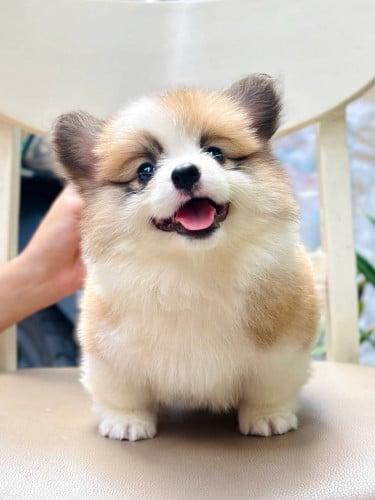 Corgi